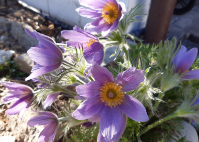Referenzen-Naturgarten_12.jpeg