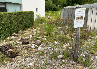 Referenzen-Naturgarten_33.jpeg